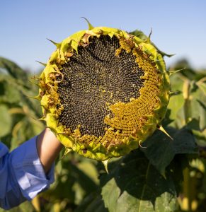 Arranca la campaña de girasol con híbridos que lideran el mercado -  Noticias AgroPecuarias