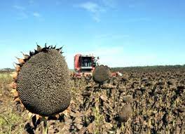 El girasol ya se cosecha en la provincia de Buenos Aires - Noticias  AgroPecuarias