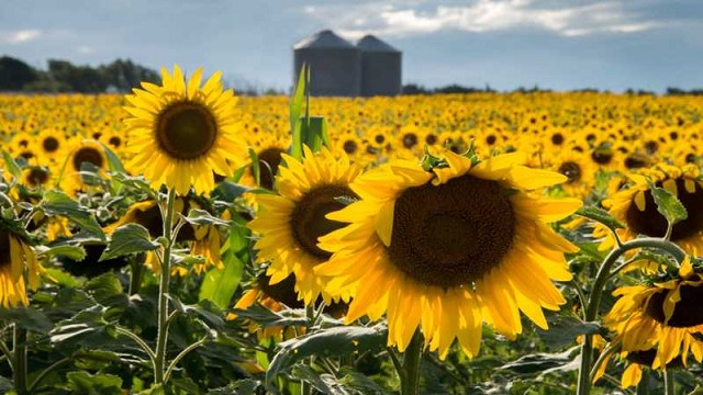 girasol silo - Noticias AgroPecuarias