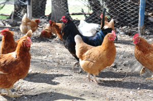 New Triple Threat Vaccine Authorized to Protect Poultry Health